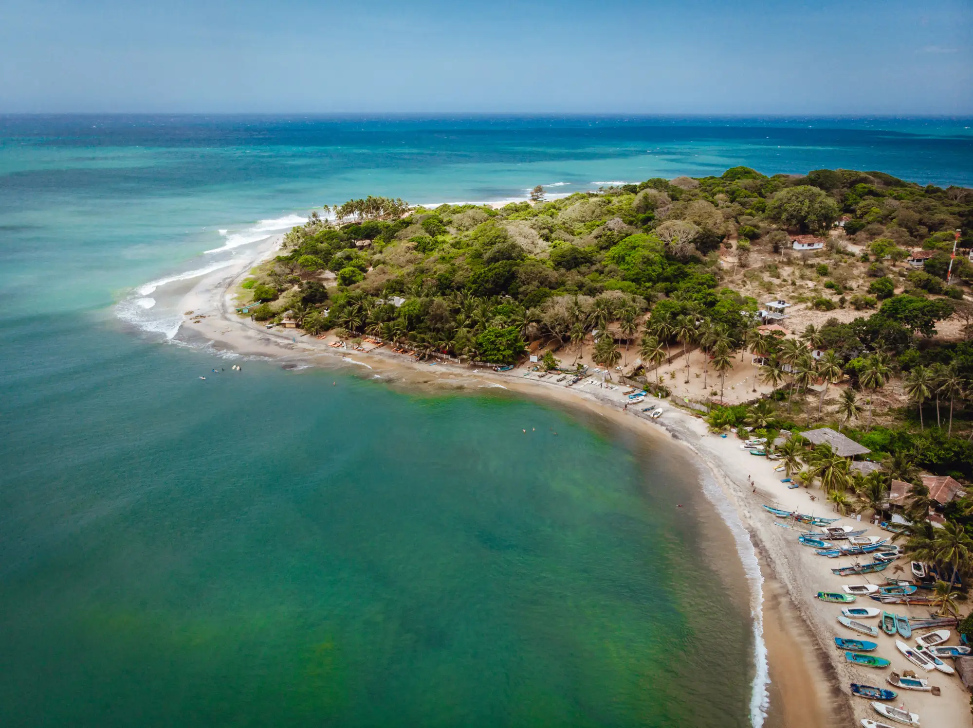Palm trees lining the beach in Arugam Bay