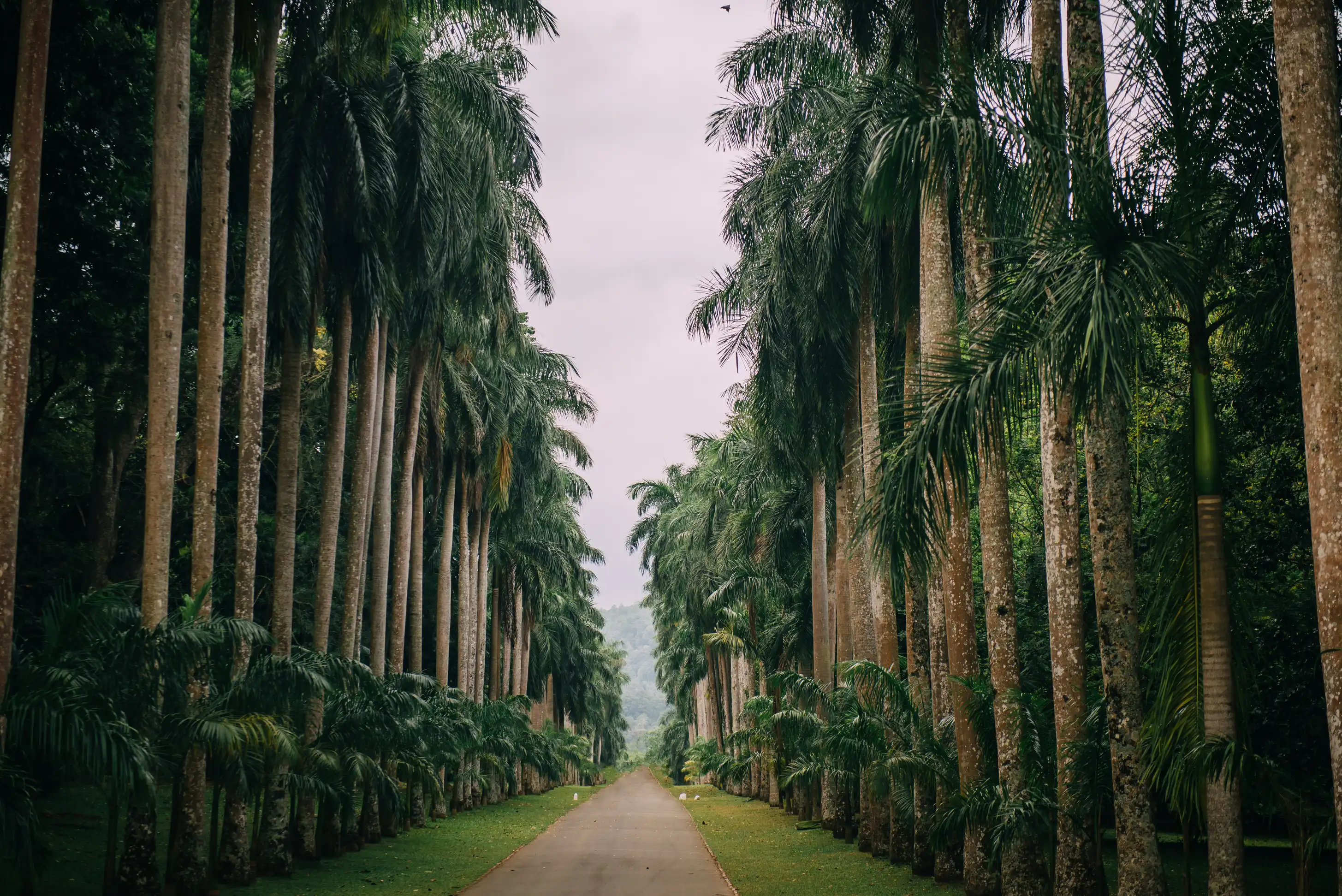 Kandy
