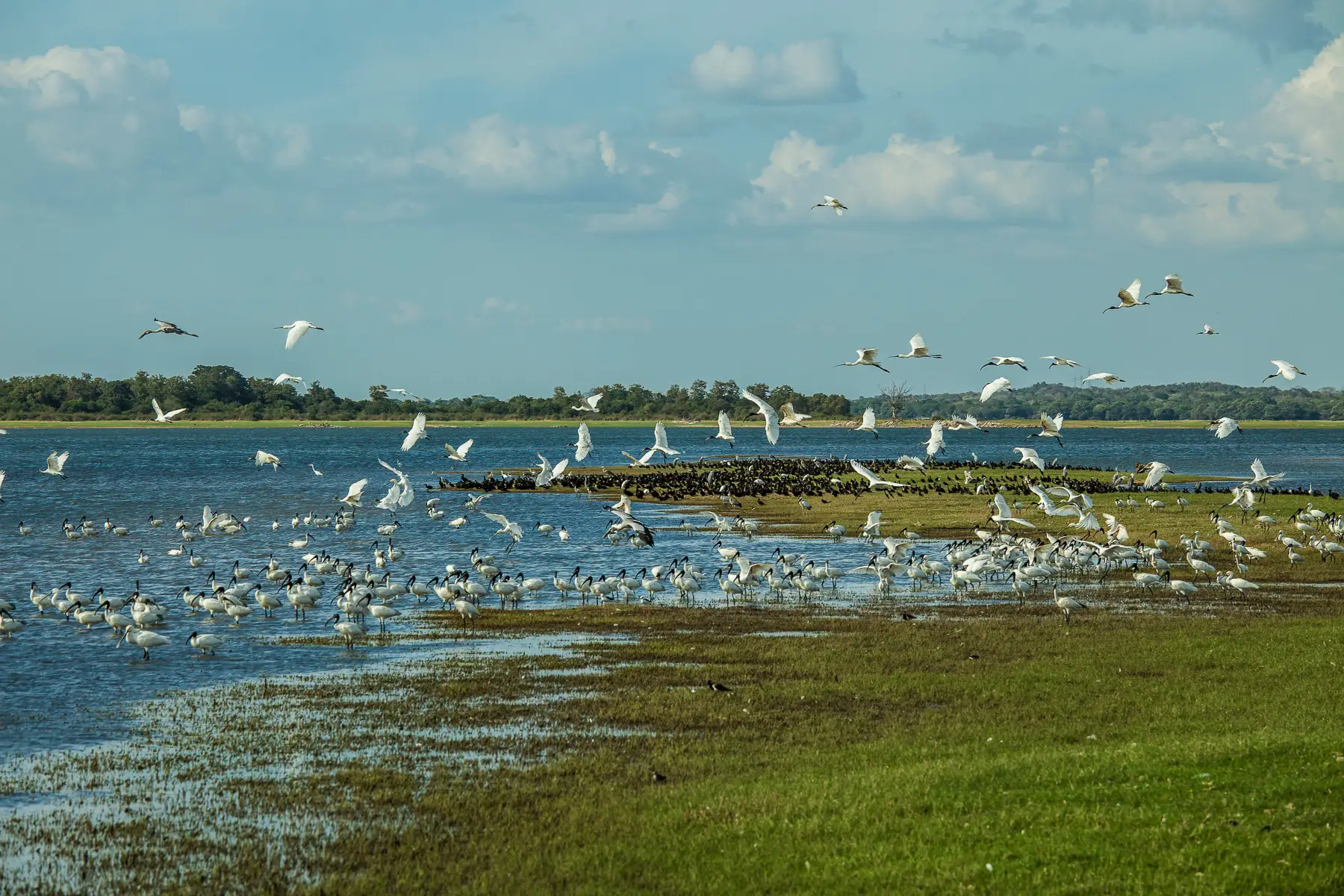 Animals in the wilderness of Minneriya National Park
