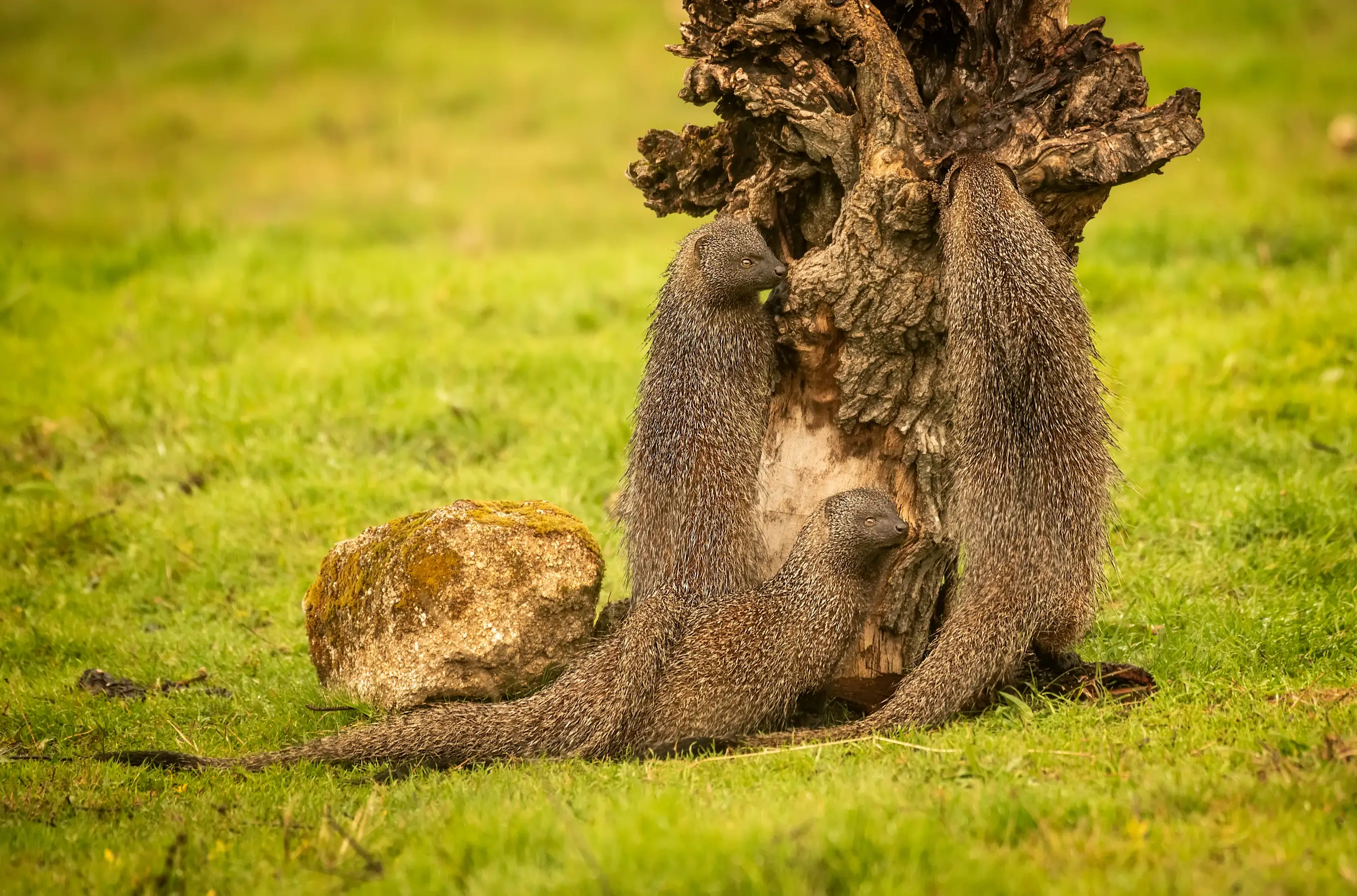 Wildlife at Minneriya National Park