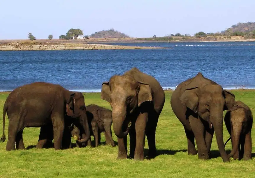 Elephants at Minneriya National Park