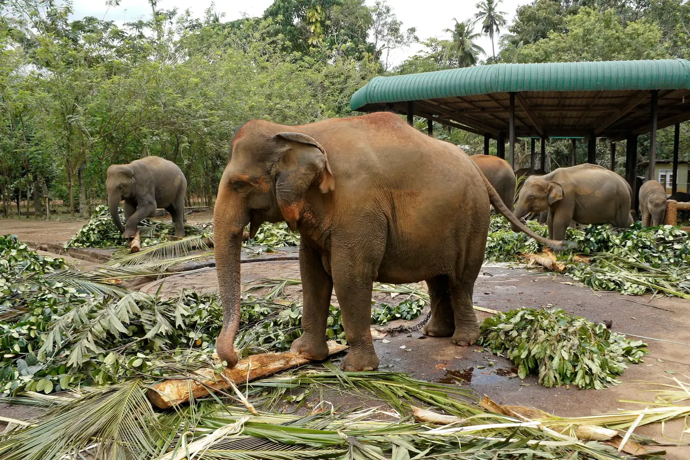 pinnawala
