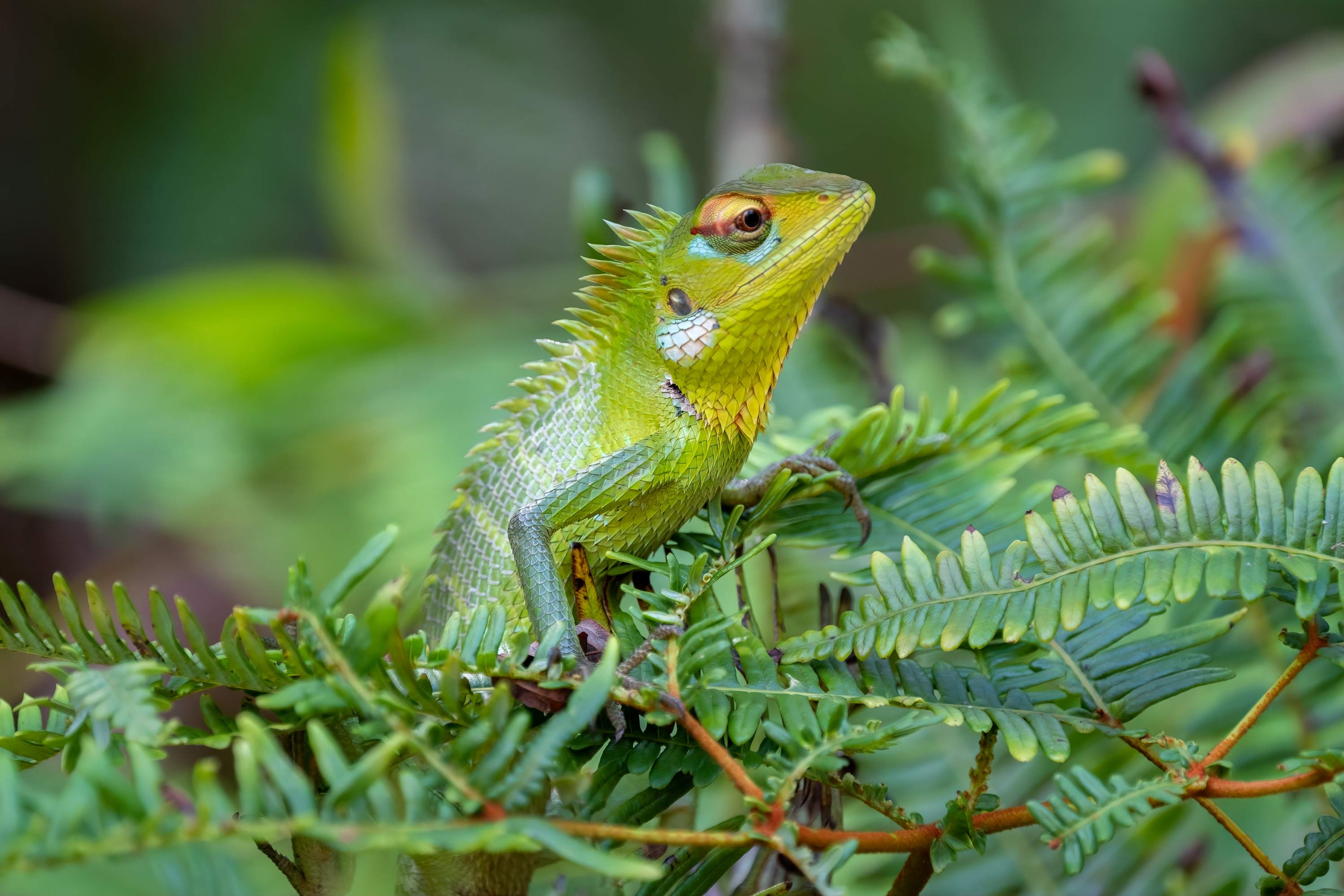 Exploring the Biodiversity of Sinharaja Rainforest