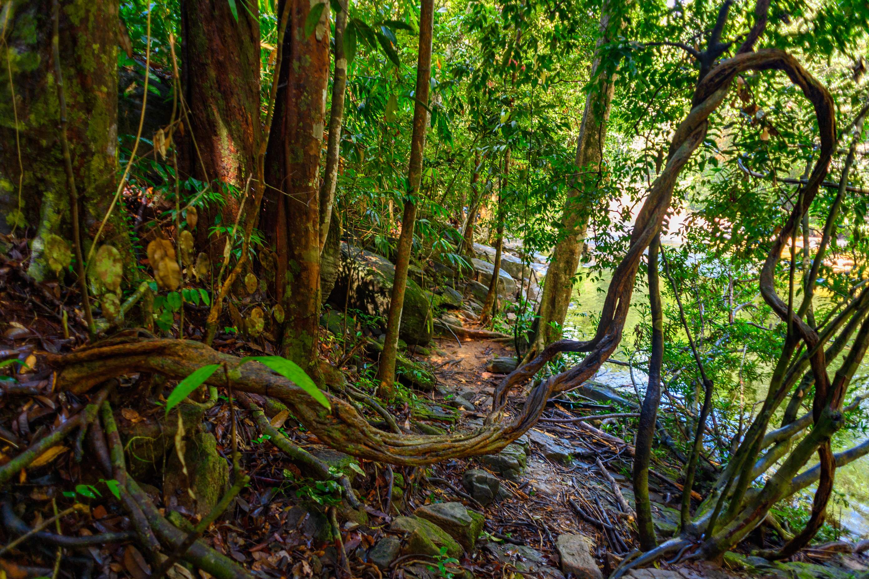 Captivating Flora and Fauna in Sinharaja Rainforest