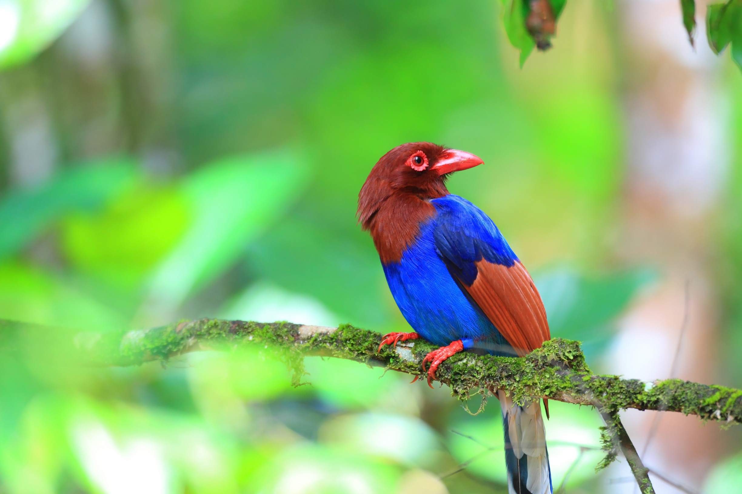 Enchanting Nature Trails in Sinharaja Rainforest