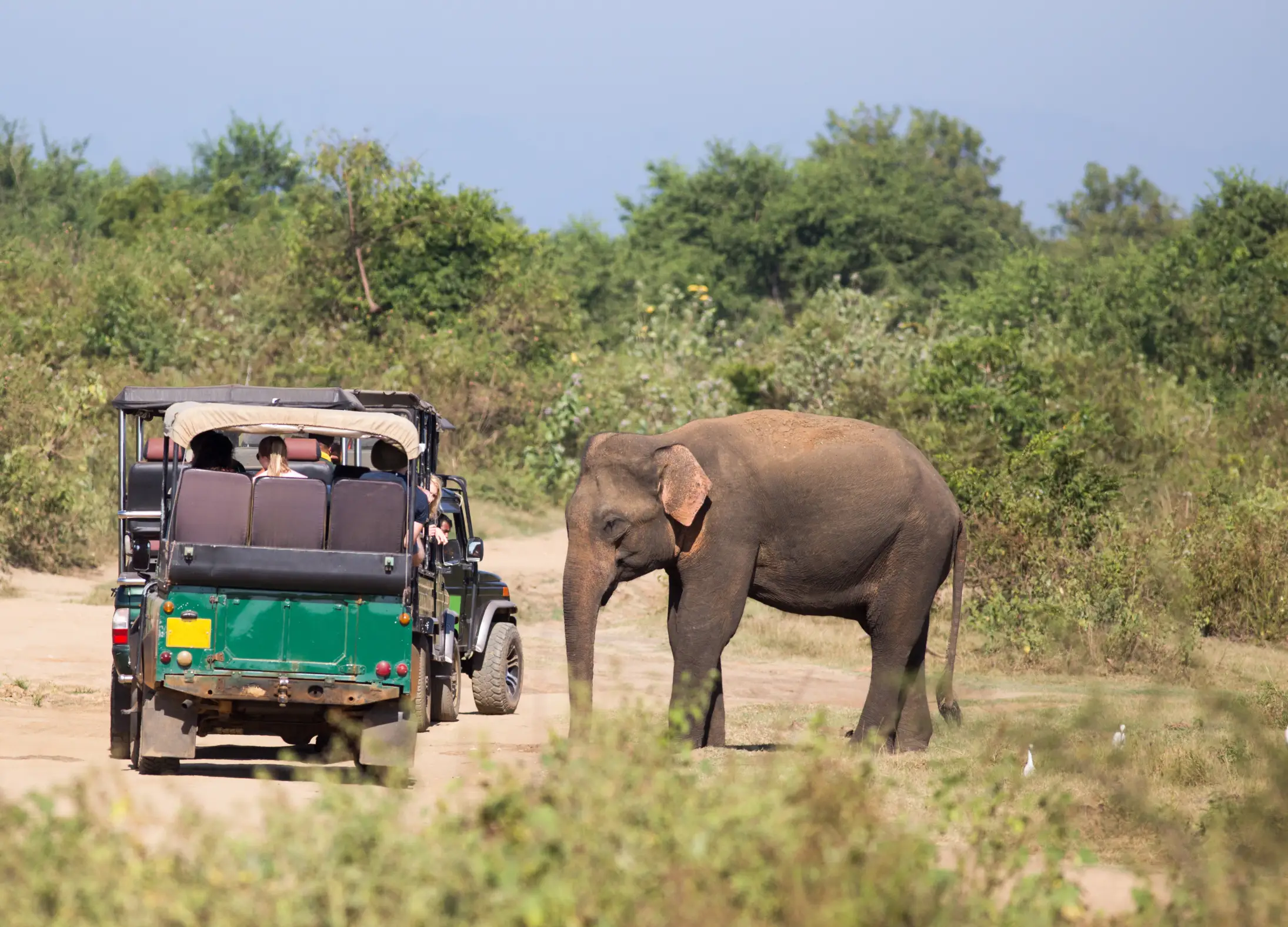 Elephant at Udawalawe National Park
